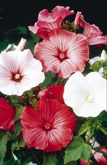 HIBISCUS-LIKE BLOOMS Lavatera BEAUTY MIX Annual SEEDS