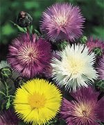 MARVELOUS Annual CENTAUEREA Sweet Sultan MIX Seeds