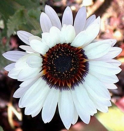 ZULU PRINCE Stunning White Venidium ANNUAL Seeds