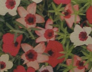 SMALL CUP-LIKE FLOWERS Flax CHARMER MIX Annual SEED