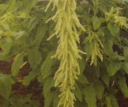 TRAILING GREEN ROPES Amaranthus Green Tails ANNUAL