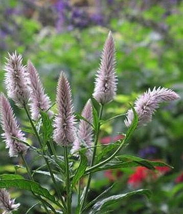 EXCELLENT FOR CUTTING Celosia Flamingo Feather ANNUAL