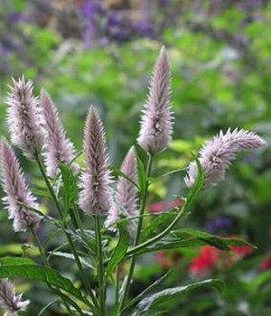 EXCELLENT FOR CUTTING Celosia Flamingo Feather ANNUAL