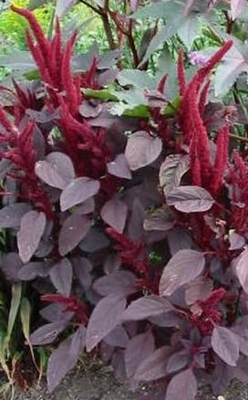 IMPRESSIVE FOLIAGE Amaranthus Velvet Curtains Annual