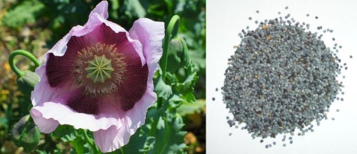 PERSIAN BLUE Poppy PAPAVER Annual SEEDS