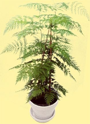 EXCELLENT HOUSE PLANT Silk Oak Tree SEEDS Annual