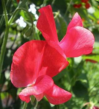 BIJOU MIXTURE Bushy SWEET PEA Annual Dwarf