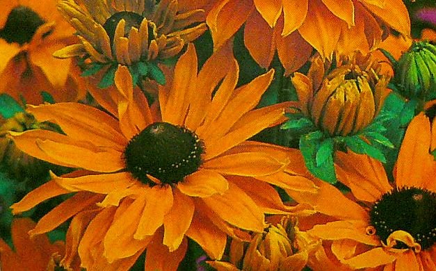 DWARF Perennial RUDBECKIA Marmalade SEEDS Stunning!