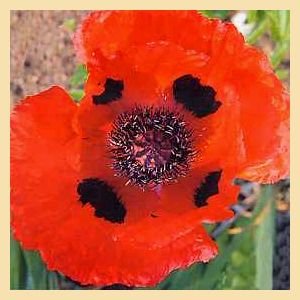 DWARF Perennial POPPY Allegro LG SCARLET BLOOMS SEEDS