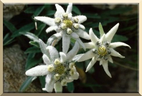 For The Rock Garden EDELWEISS 8in tall Perennial SEEDS