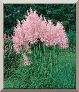 Pink Cortaderia PAMPAS GRASS 10ft TALL Perennial SEEDS