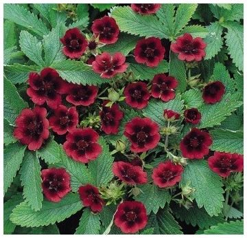 PERENNIAL 'Monarch's Velvet' SeedPOTENTILLA Long-Lived