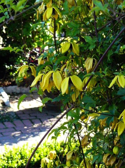 PERENNIAL VINE Clematis 'Helios' Seed THE BEST YELLOW