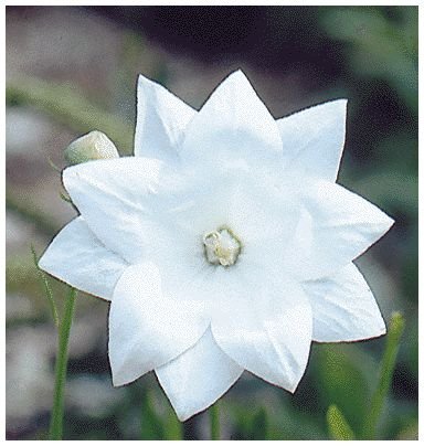 AMAZING Balloon Flower 'Hakone White' PERENNIAL Seeds