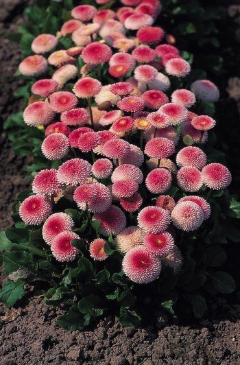 PERENNIAL Strawberry & Cream BELLIS Stunning! Seeds