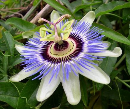 TENDER PERENNIAL Vine BLUE PASSION FLOWER Seeds
