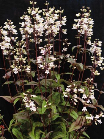 DROUGHT RESISTANT Penstemon 'HUSKER RED' Perennial SEED