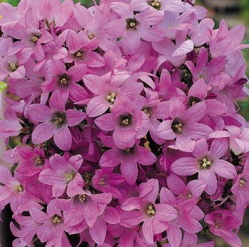 THE FIRST Pink Dwarf CAMPANULA Perennial SEEDS