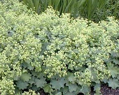 A. mollis LADY'S MANTLE Thriller PERENNIAL Seeds