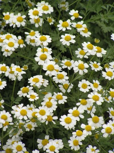 TANACETUM 'Jackpot' ~Mass of White Blooms ~ PERENNIAL