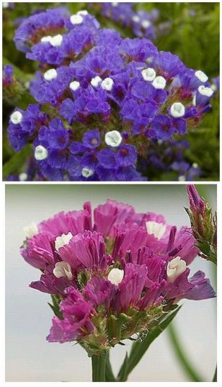 LIMONIUM SINUATUM Statice MIXED Great for Arrangements! ANNUAL