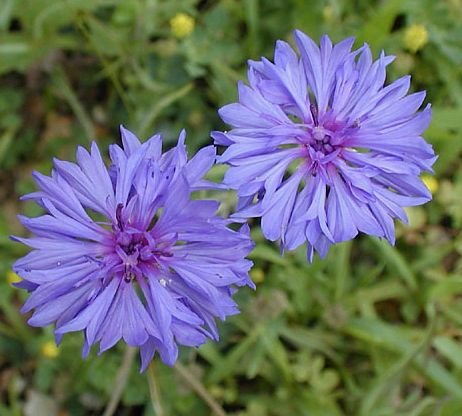 COMPACT PLANTS Bachelor's Buttons 'JUBILEE GEM' Seeds ANNUAL