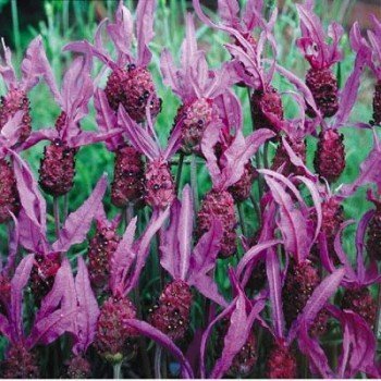 SHOWEY FLOWERS Lavender Fragrant Butterflies SEEDS