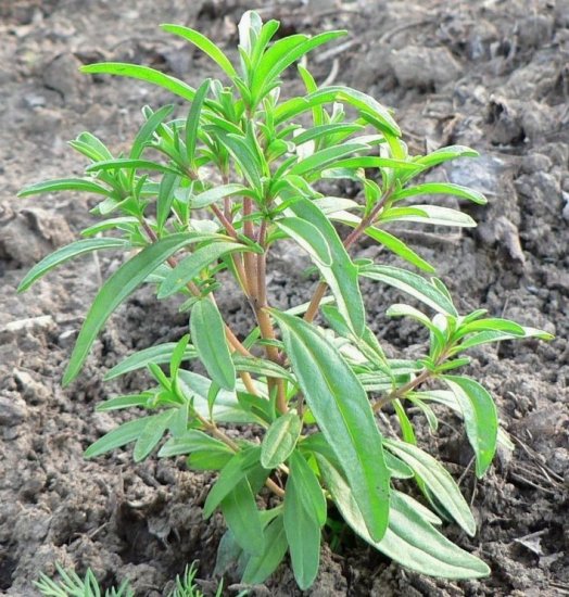 FRESH OR DRIED Herb Summary Savory SEEDS Annual