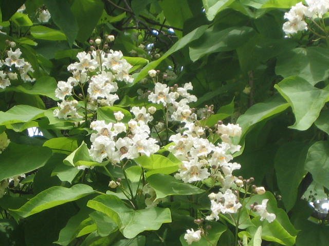 NORTHERN CATALPA Fast Growing Shade TREE Seeds