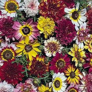 EXTRA LARGE SINGLE BLOOMS Chrysanthemum MIXED Seeds