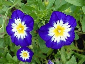 STRIKING DWARF MORNING GLORY 'Royal Ensign' VINE Seeds