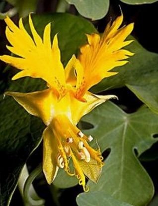 VIGOROUS Canary Creeper GREAT FOR ARBOUR Vine Seeds
