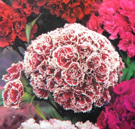 SUPER DOUBLE Mixed Seeds SWEET WILLIAM Biennial