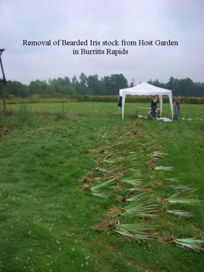 2008 Bearded Iris Season