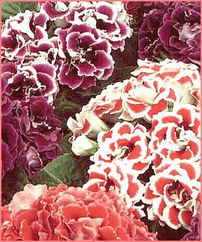 FREE FLOWERING Gloxinia 'EMPRESS MIXED' Seeds ANNUAL