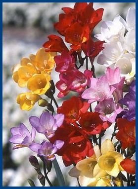EXTRA LGE BLOOMS Freesia 'Olympiade Mix' Seeds ANNUAL