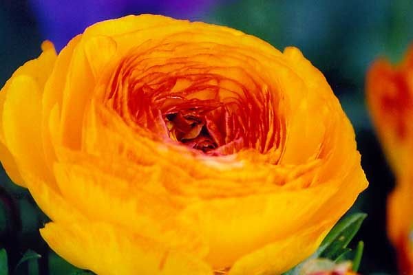 MACHE ORANGE Ranunculus ANNUAL SEEDS