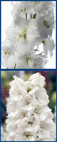 Dwarf Delphinium WHITE 'Catherine' Series PerennialSEED