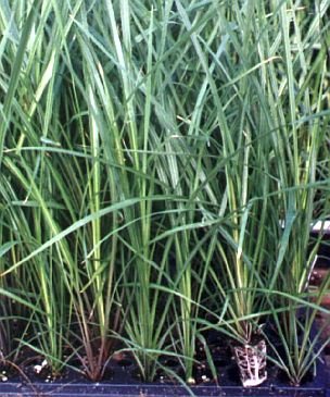 Sword-Shaped Leaves DRACAENA Foliage Plant SEEDS Annual