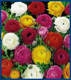 MOUTH-WATERING SHADES Dwarf Ranunculus SEEDS