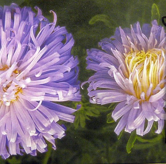 EXQUISITE Ostrich Feather Blue ASTER Annual SEEDS