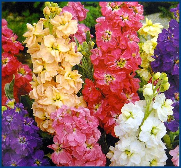 Extremely Fragrant DWARF STOCKS 'Ten Weeks Mixed' Seed