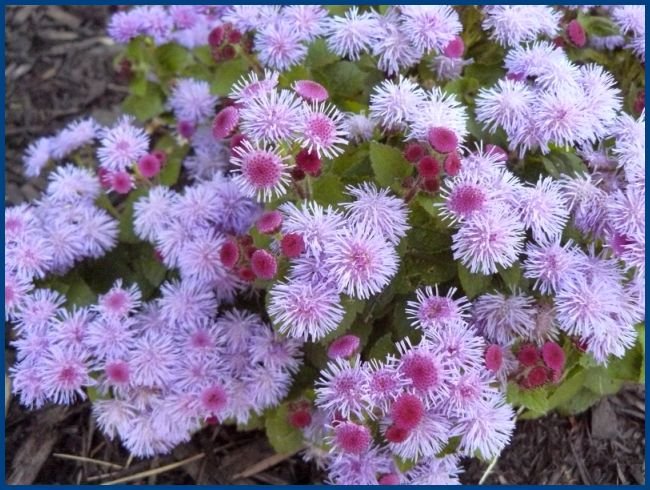 BLUE MINK Ageratum VERY VIGOROUS & COMPACT Annual SEEDS