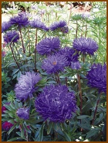 CLAW-LIKE PETALS Aster 'Pavlova Dark Blue' Annual SEEDS