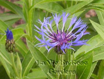 Centaurea montana MOUNTAIN BLUET Perennial SEEDS