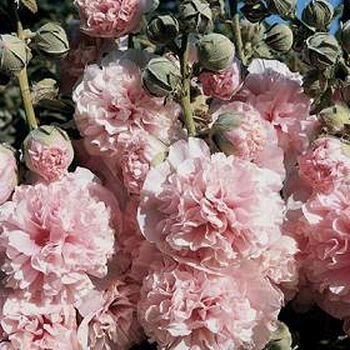 HOLLYHOCK Alcea rosea APPLEBLOSSOM First Year Flowering