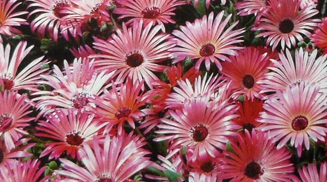IDEAL FOR CONTAINERS Annual MESEMBRYANTHEMUM Gelato Red