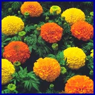 LARGE AFRICAN TYPE Marigold 'Crackerjack' ANNUAL Seed