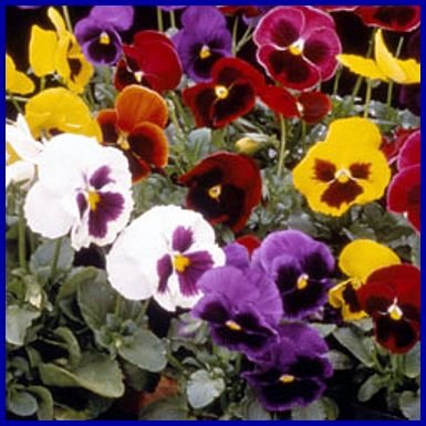 Strong and Compact SWISS GIANT Annual Choice Mix PANSY