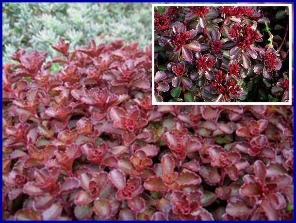 DROUGHT TOLERANT Sedum 'VooDoo' Perennial SEEDS